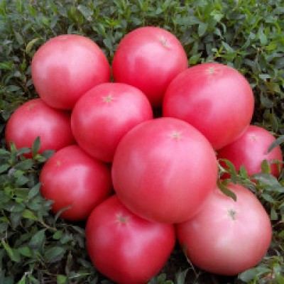 Семена индетерминантного томата 1810 F1, ранняя новинка!!!, (250 нас.) Lark Seeds